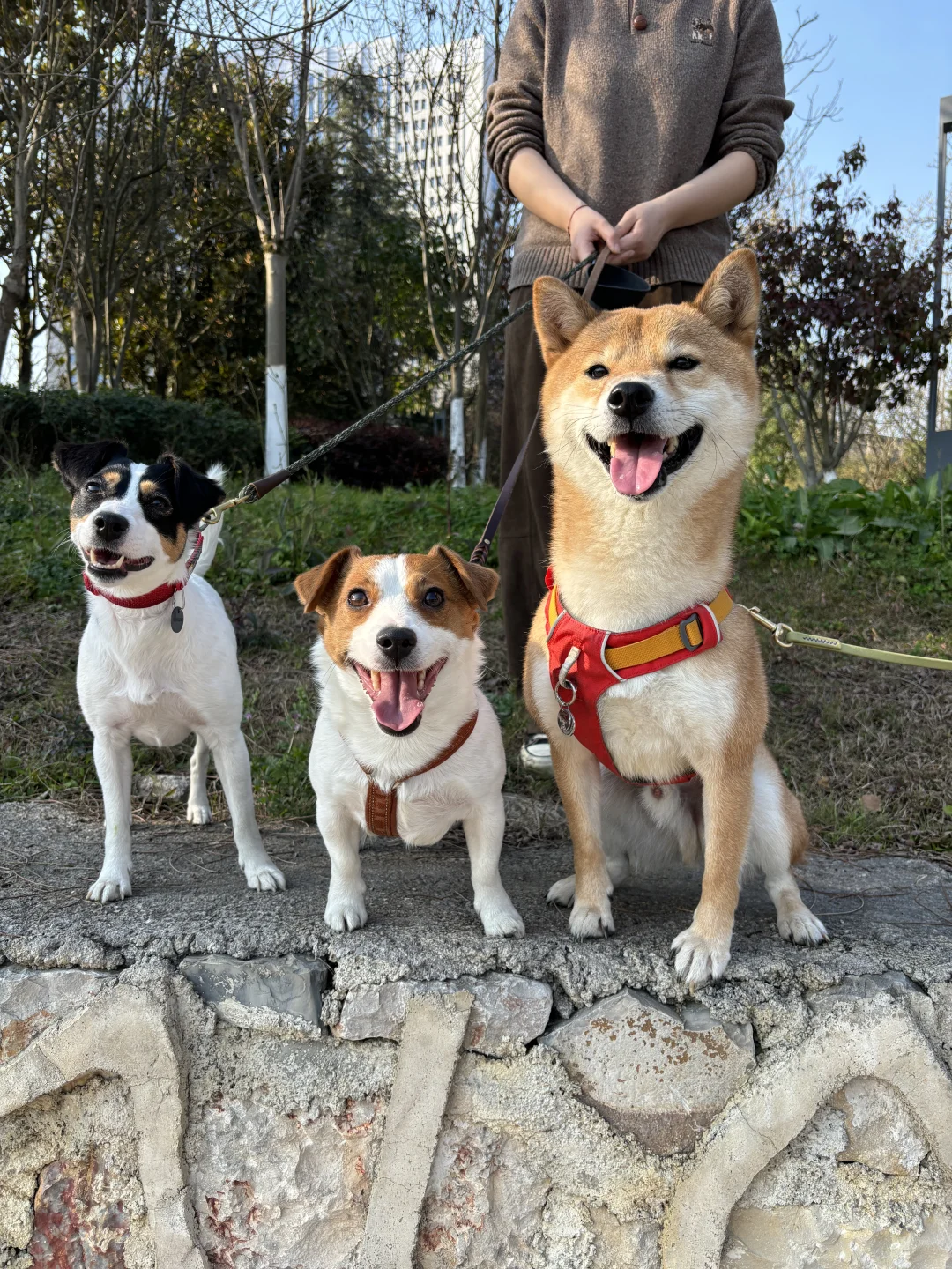 小狗在安顺的最后一天🐶和好朋友一起玩耍