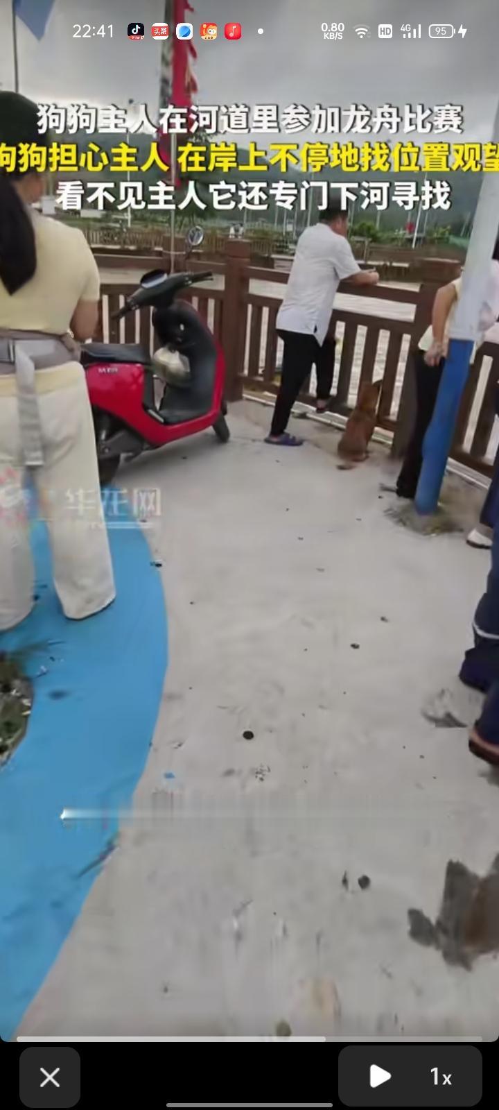 6月26日，福建漳州。网友晒视频称，狗主人在河道里参加龙舟比赛，那天气温很高，又