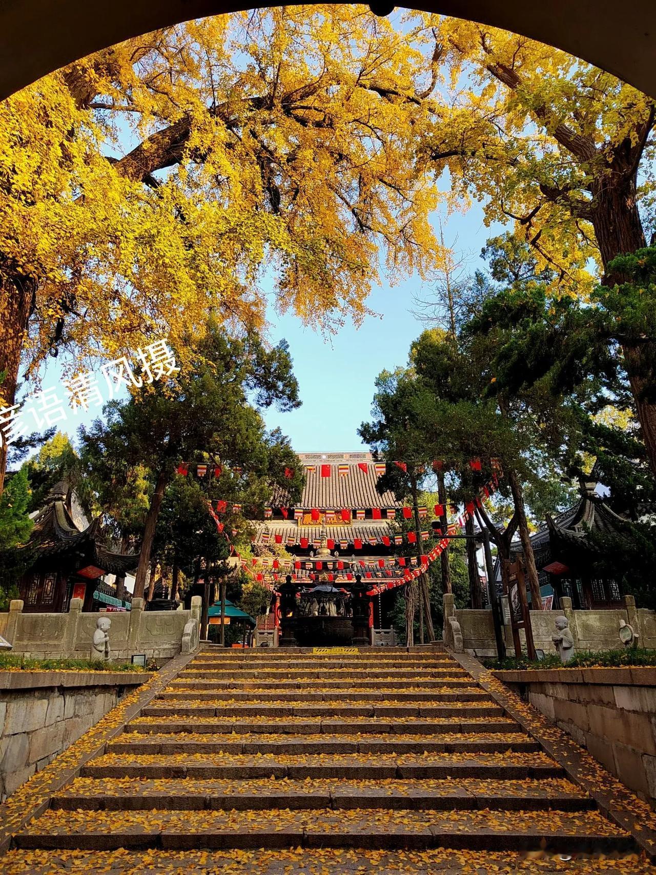 前天下午，在瘦西湖叶林遇到几个游客，问我扬州大明寺里的银杏黄没黄？这几天想去看看