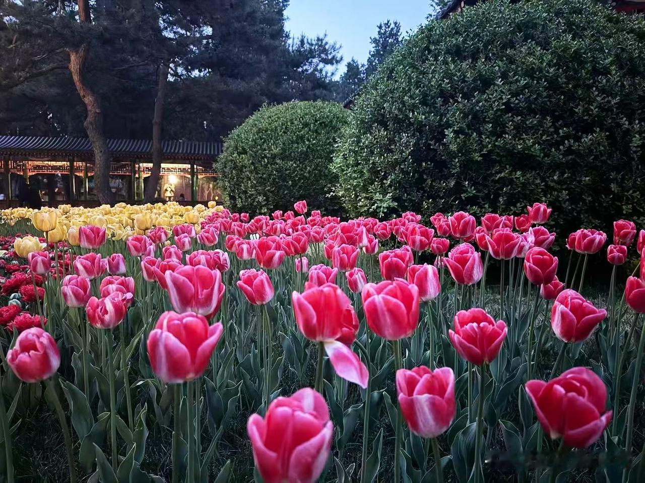 春日生活打卡季春日早晚温差忽冷忽热，一不小心就感冒受凉，浑身慵懒乏力，少了几分奔