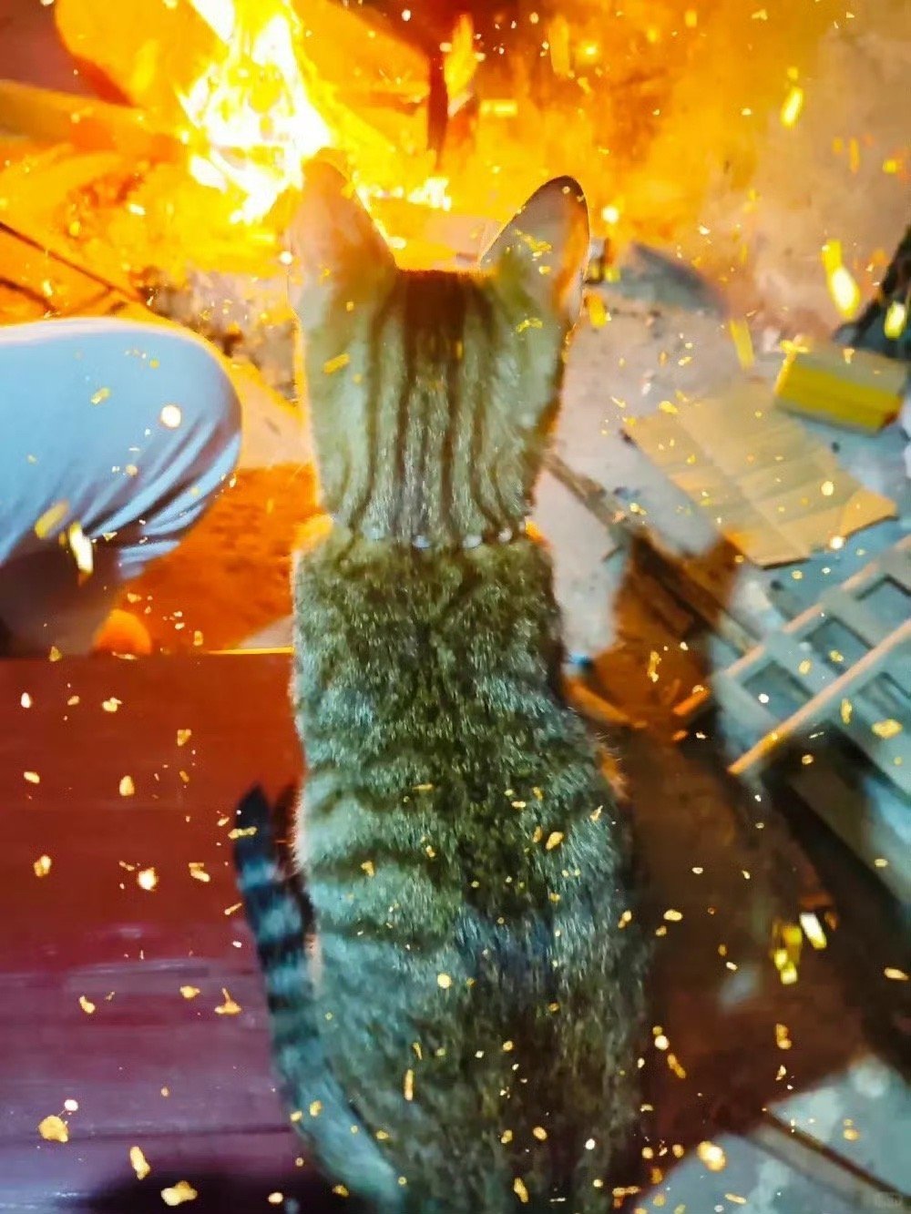 遇见猫咪烧火的你，今天会特别旺！ 