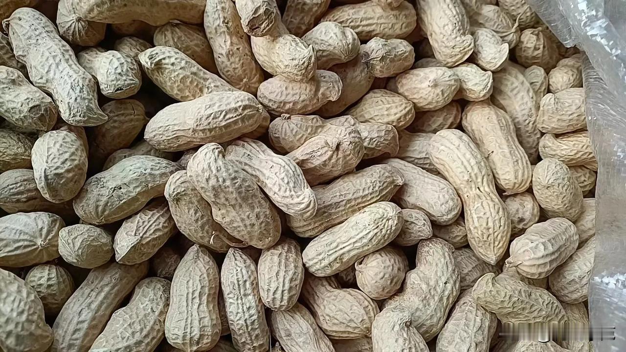 花生价格2026年4月19日河北秦皇岛昌黎花生价格行情分析

花生种植鲁花11通