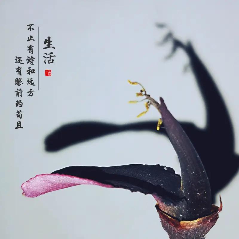 活在当下才不负自己
珍惜眼前才不算白活[赞]活好当下的心情 余生要活得真实 都活