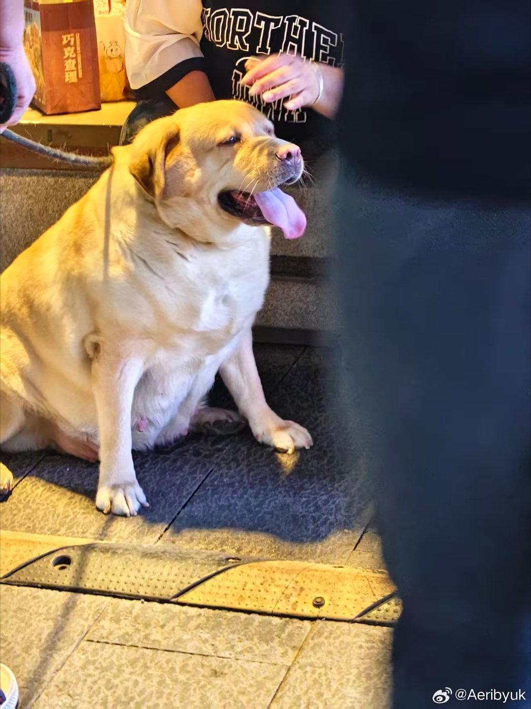 大胖狗 