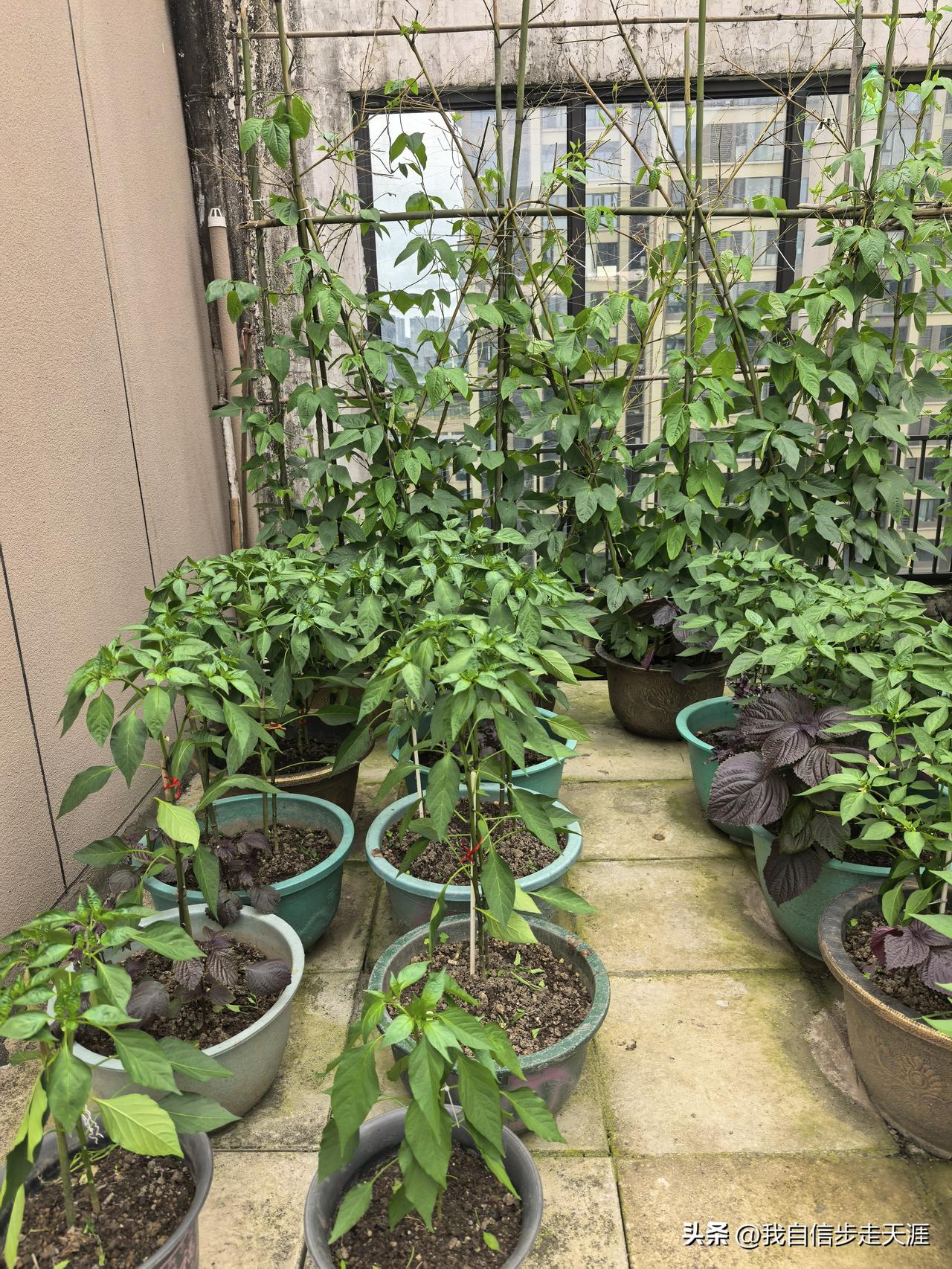 楼上邻居在屋顶种的菜，好羡慕！

我是种啥都不长，死心了。