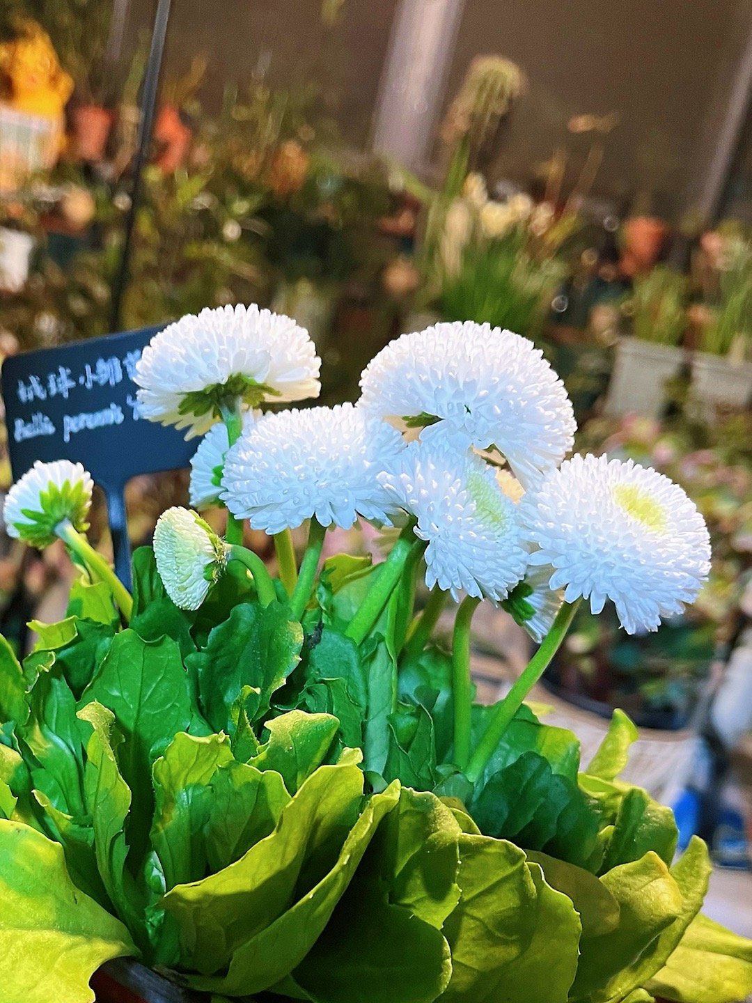 【以撒小花园 绒球小雏菊 粉&白】Bellis perennis L.“Pomp