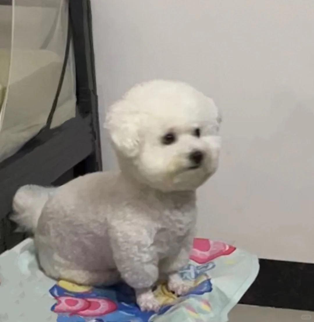 有时候看起来蛮乖的