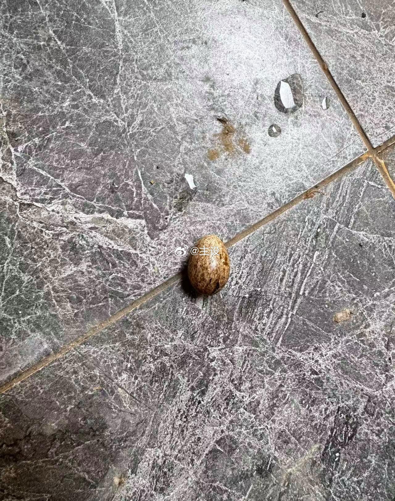 这是鸟蛋还是蛇蛋？卫生间捡的 