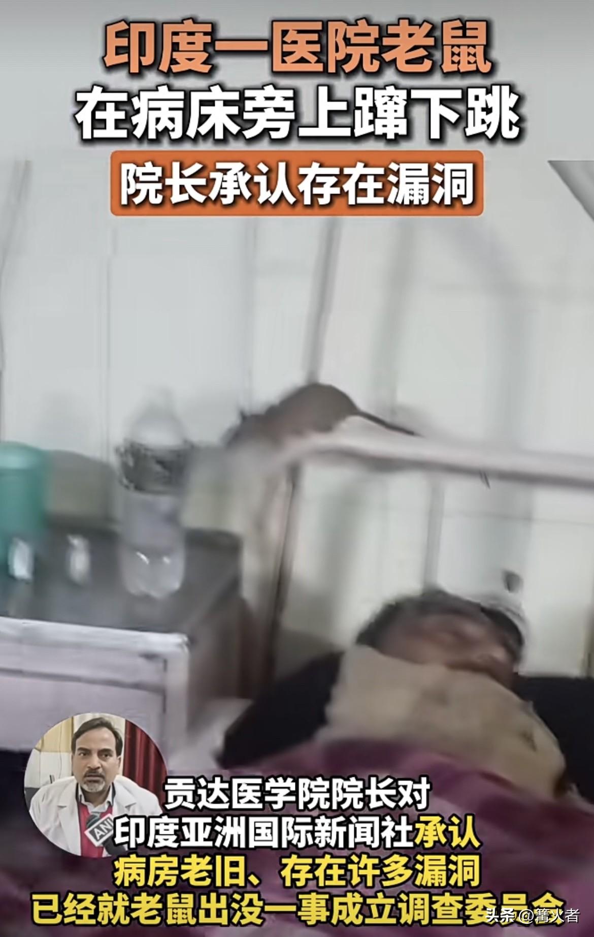 印度医院病房内，老鼠沿着氧气管道乱跑，旁边病床上还躺着病人。20多只老鼠随意跑动