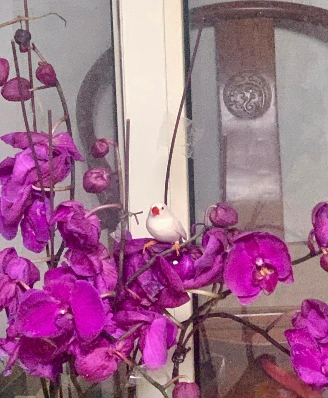 #宠物鸟投稿# 藏在花朵里的珍珠鸟 ​​​