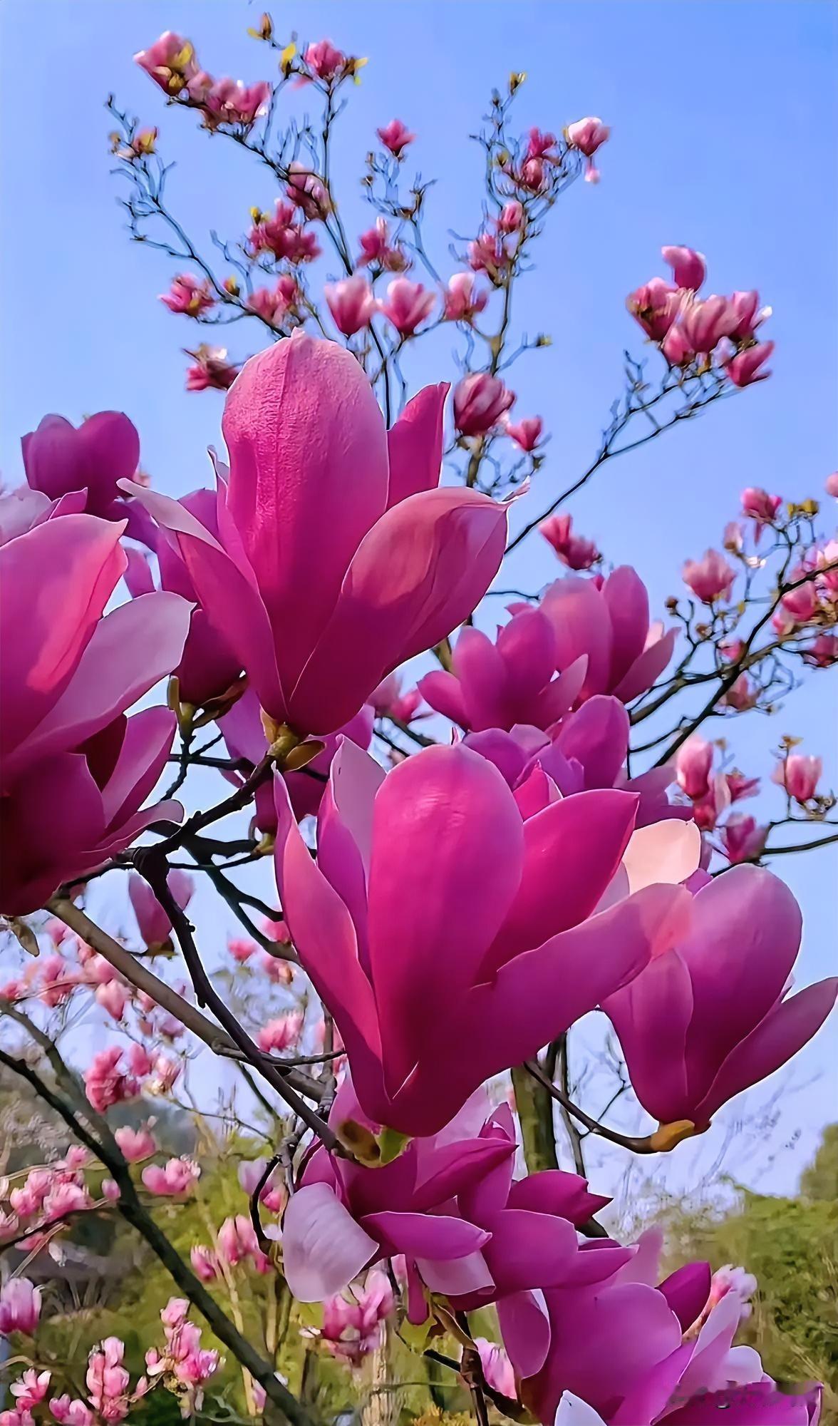 粉嫩的花朵于蓝天下绽放，美极了！春日绝美花卉 超级美的花朵 粉紫色小花 粉紫色鲜
