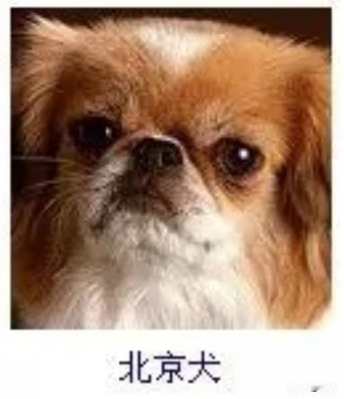 菩萨蛮49·北京犬
       茸毛浅染宫砂色，眸如点漆含星魄。雪颔衬朱颜，娇