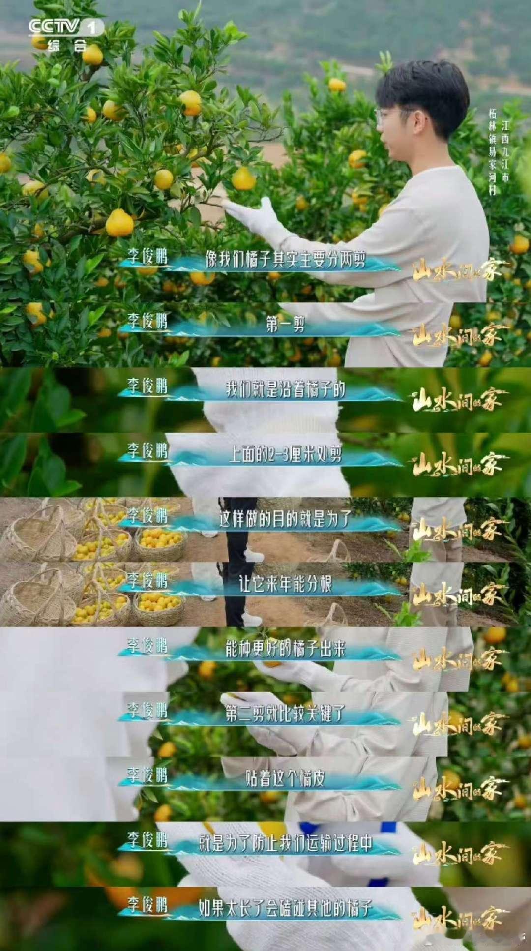 武大靖干农活也是奥运速度 《山水间的家》里武大靖太牛啦！学“两剪”后摘桔子，动作