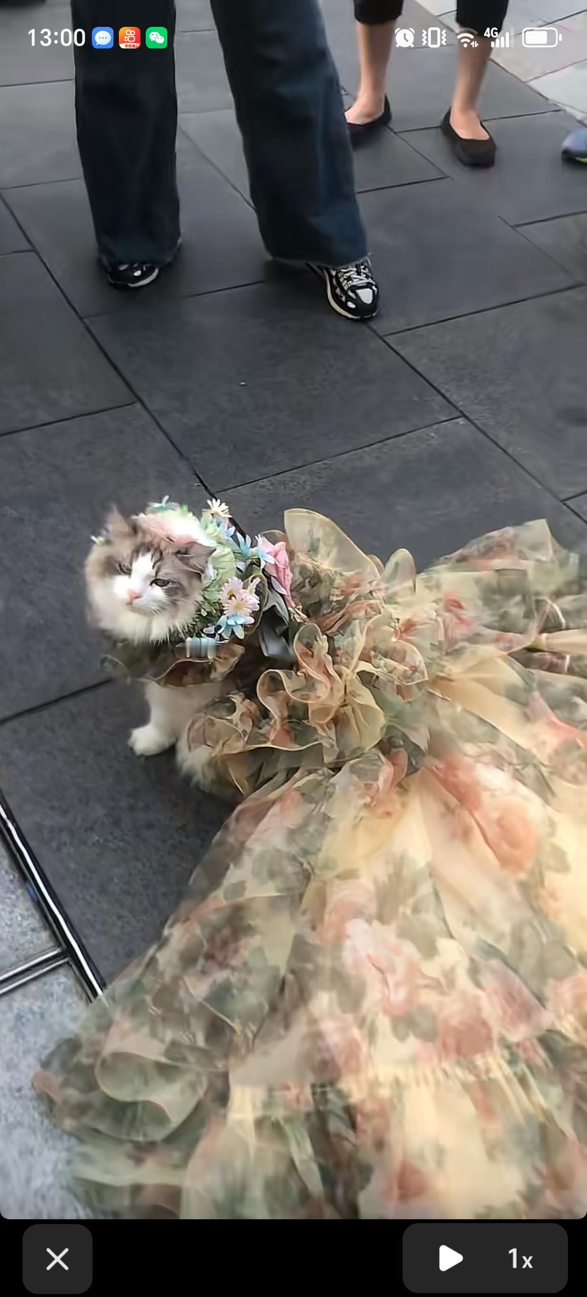 这只布偶猫宛如下凡的林间精灵，自带一身温柔的仙气。蓬松的长毛如雪似云，衬得蓝眼睛