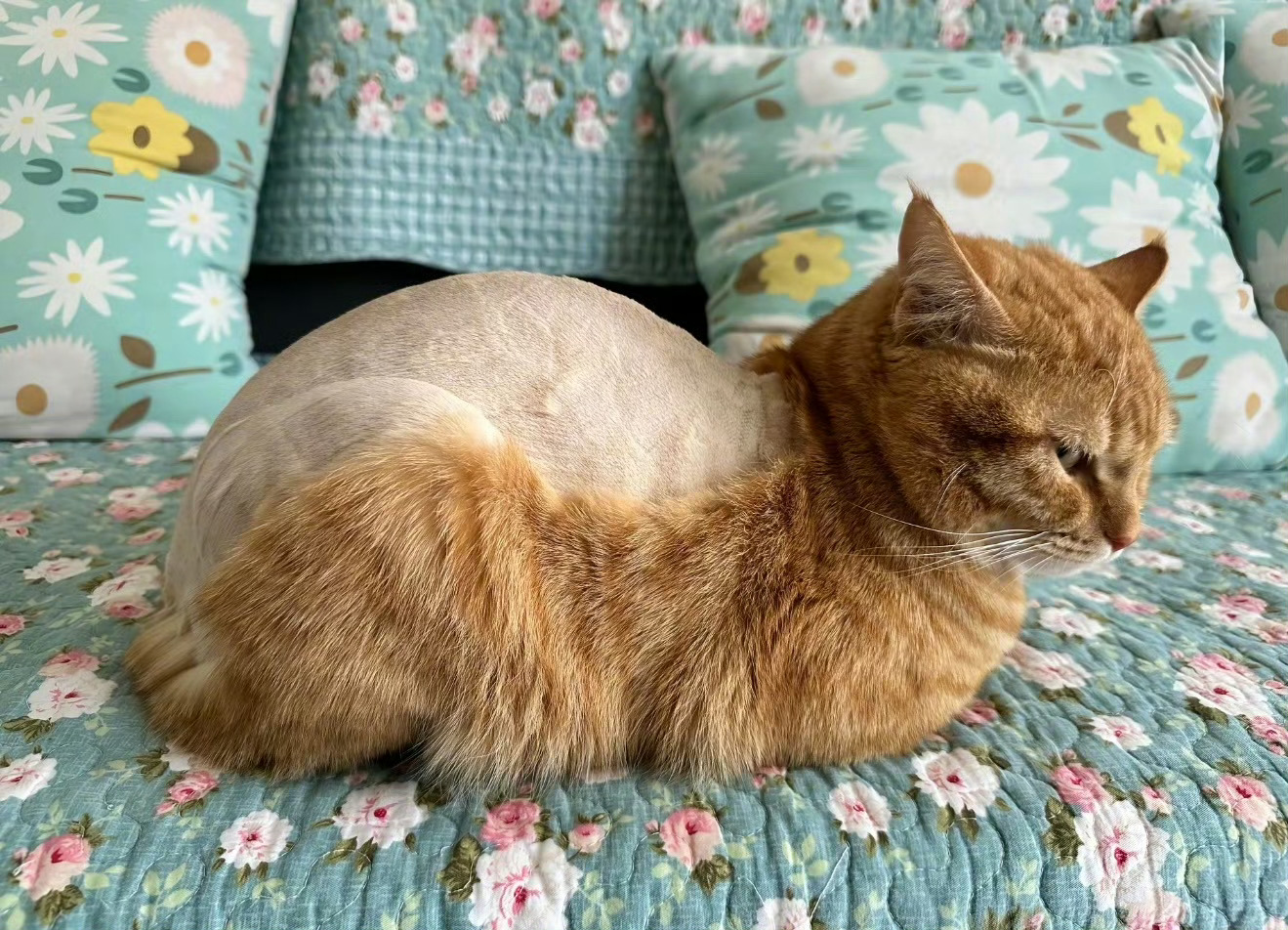 猫 我将360度无死角恨你没有皮肤病为啥要剃成这样？恕我直言、夏天给猫狗把毛全剃