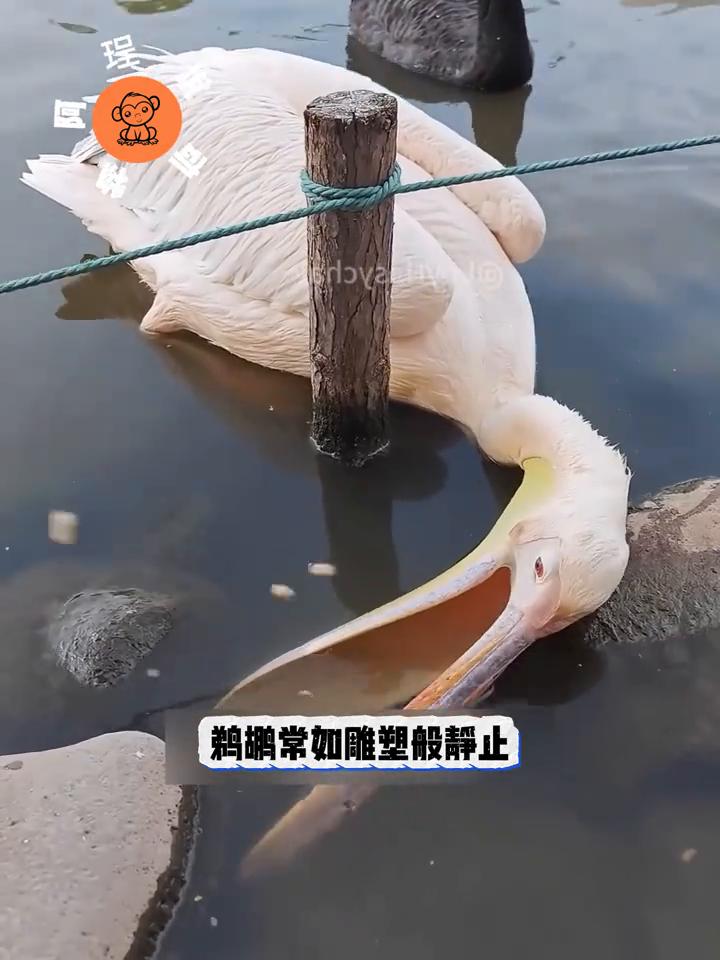 那只鹈鹕一动不动地伫立着，难道是遭遇了不测？其实不然，它正在全神贯注地施展钓鱼绝