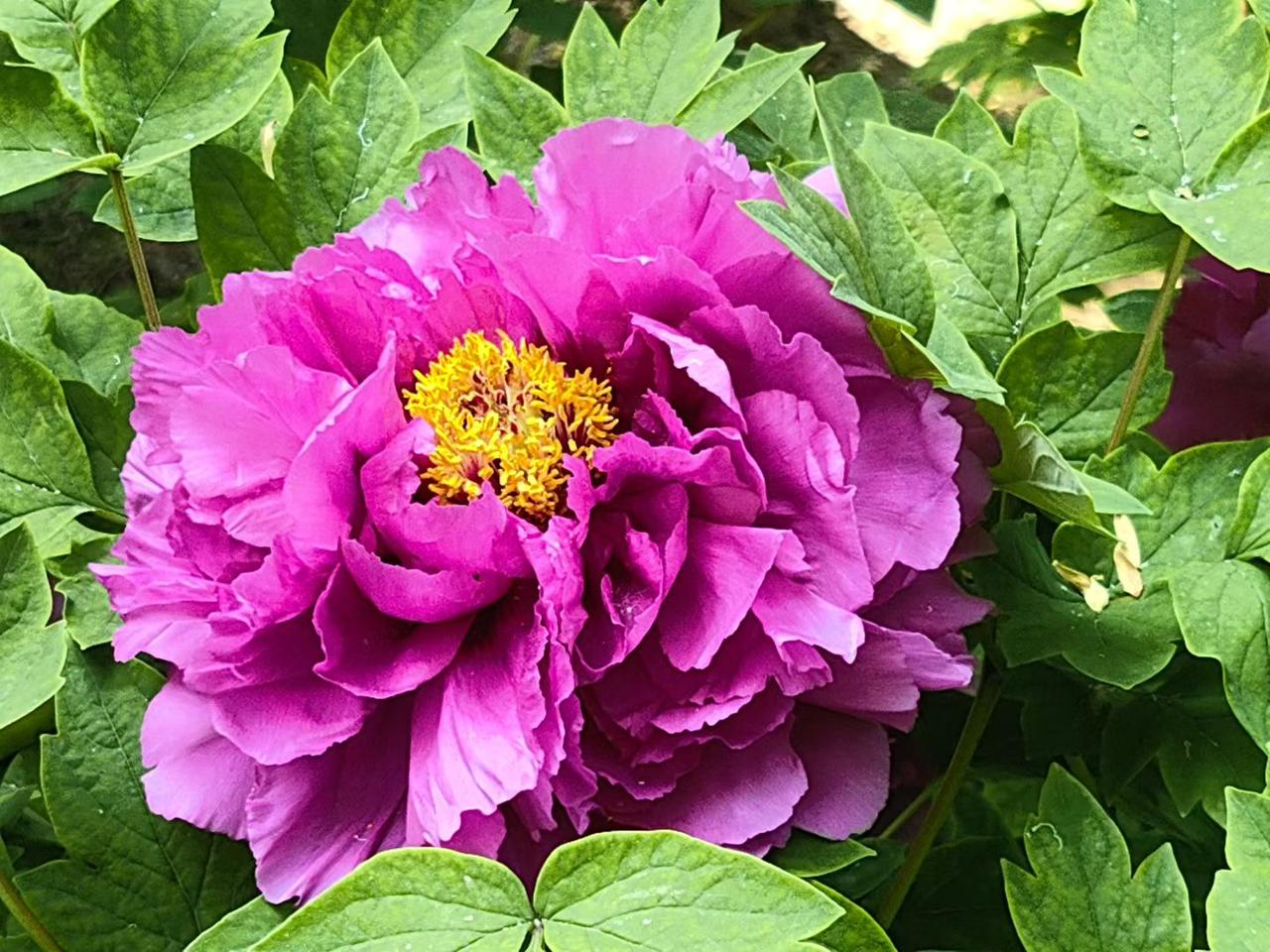 牡丹花开，姹紫嫣红，洛阳牡丹甲天下！