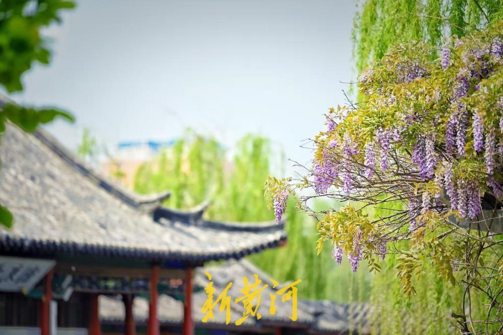 济南大明湖畔紫藤花盛开 邂逅紫色浪漫-app/#/content?catid=3