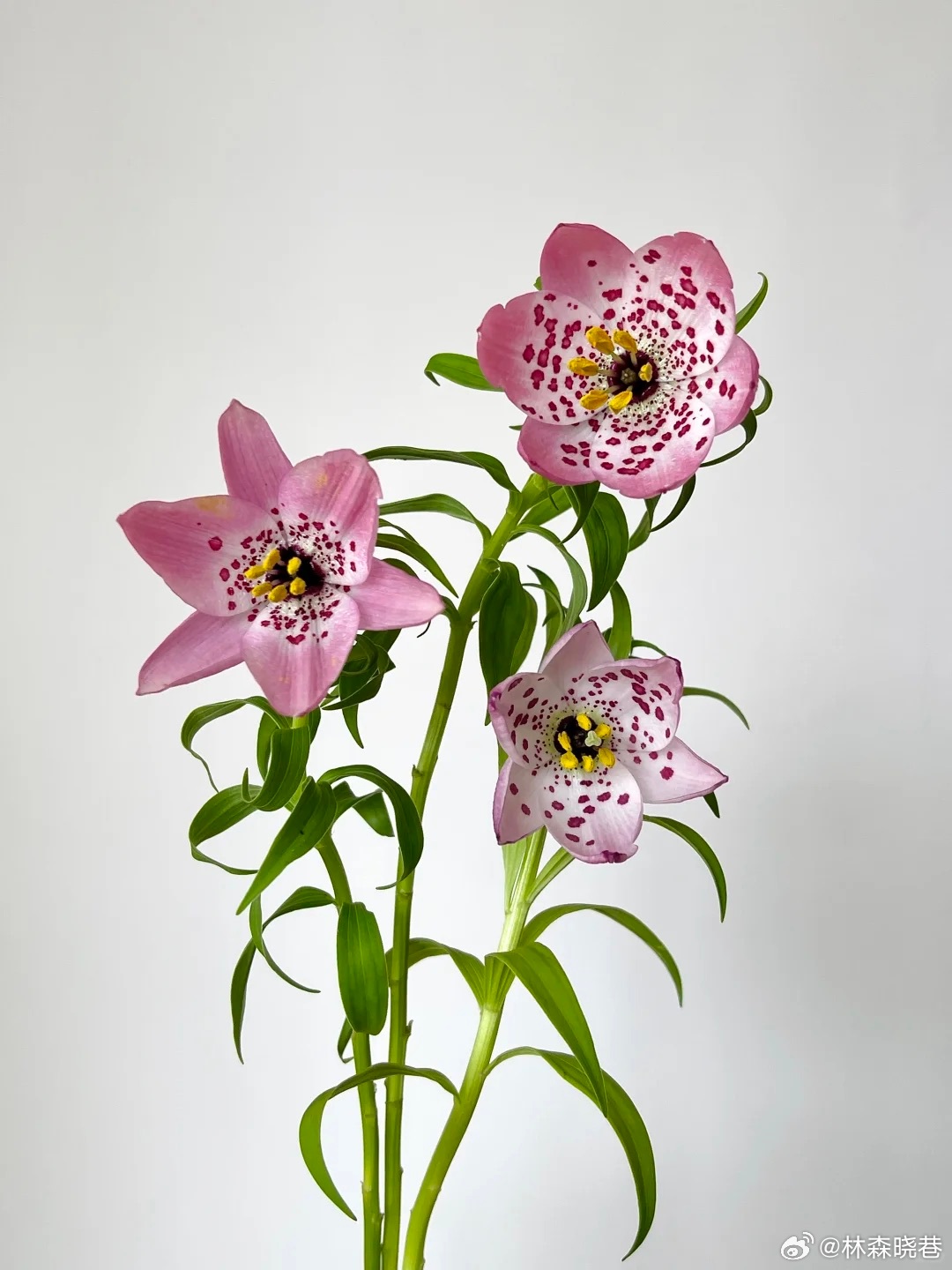 收到一束自带野性浪漫的豹子百合，粉白花瓣上的深粉斑点，像夏日揉碎的星光落进花里。