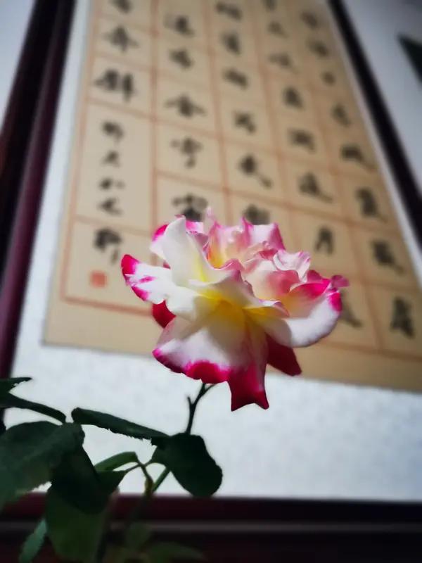 《诗韵悦目》
诗心慧眼两从容，韵海徜徉兴正浓。
悦性每于清句后，目游偏爱晚霞红。