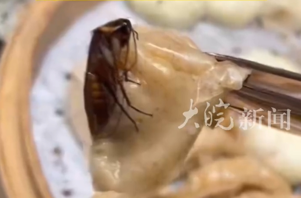女子在长沙一桔子酒店吃出蒸熟蟑螂 这么大的蟑螂，厨师上菜不看一眼，服务员上菜也不