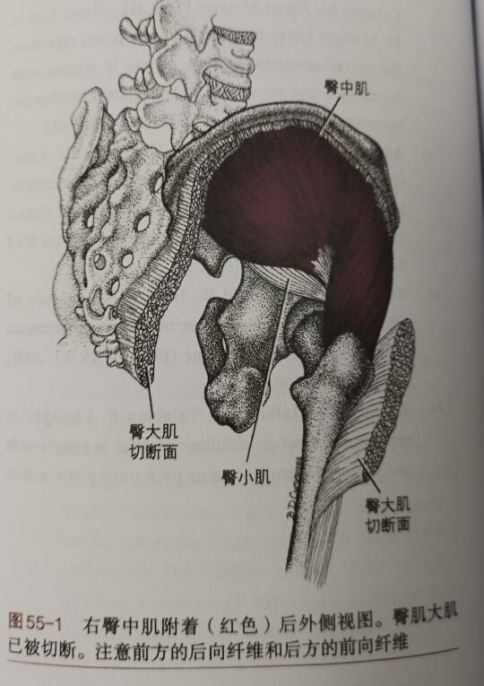 臀中肌相关位置