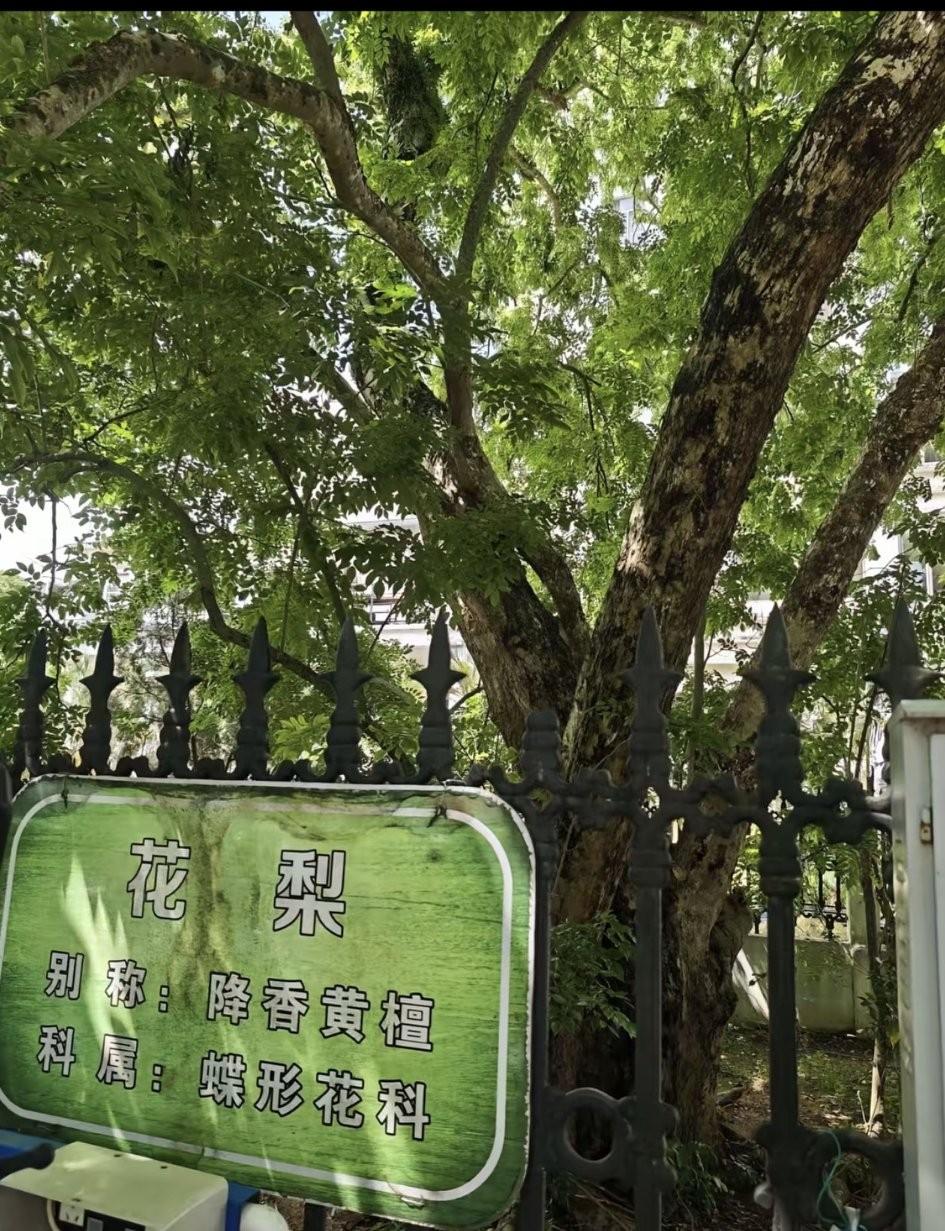 二十年前，“海黄”的宏大口号就是要走出国门，为什么一直没有实现愿望？
原因很简单