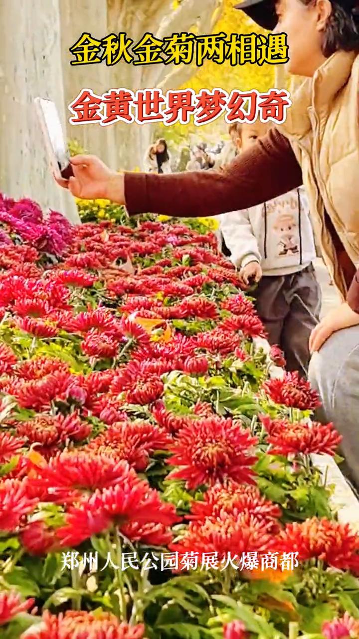 金秋金菊两相遇，金黄世界梦幻奇。郑州人民公园菊展火爆商都。