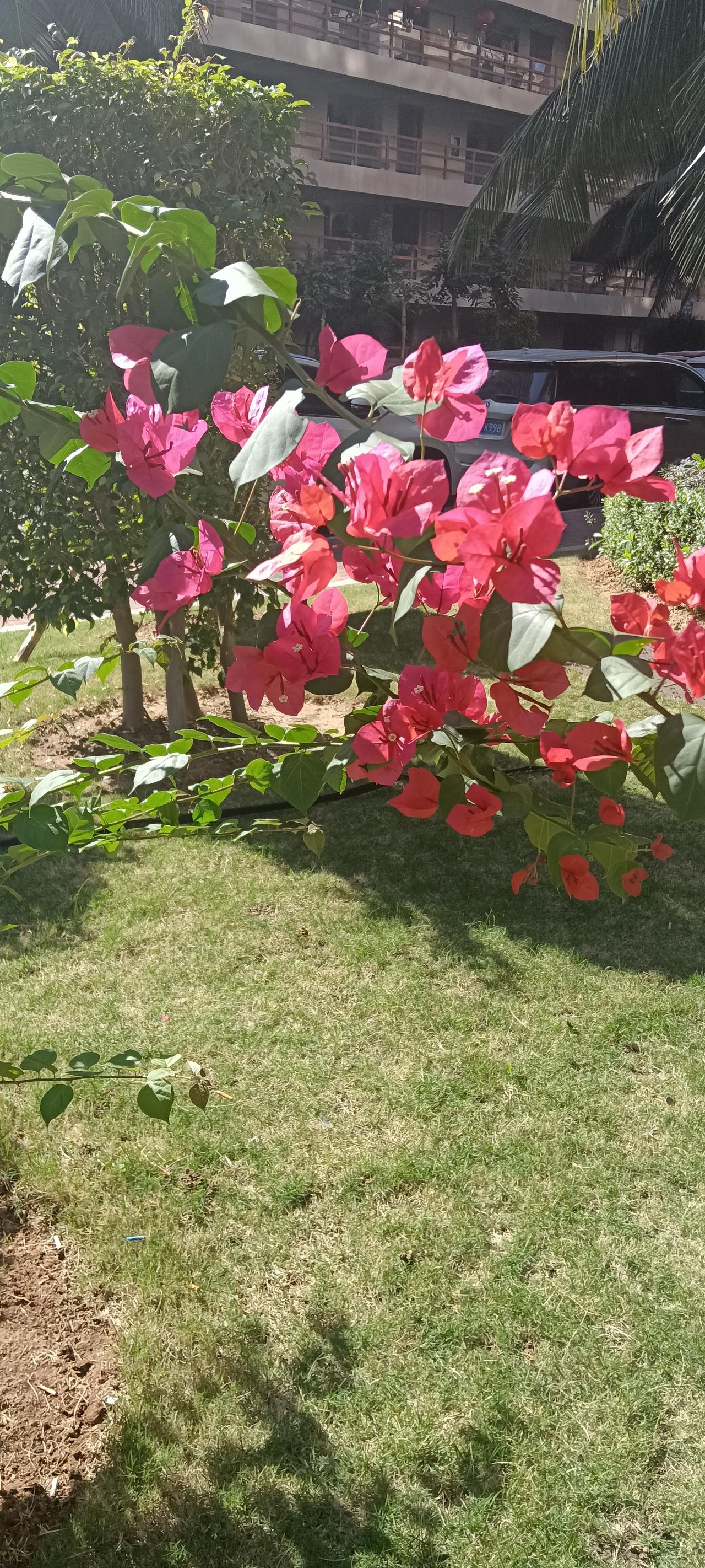 分享手机里随手拍的风景照片楼下，随手一拍。