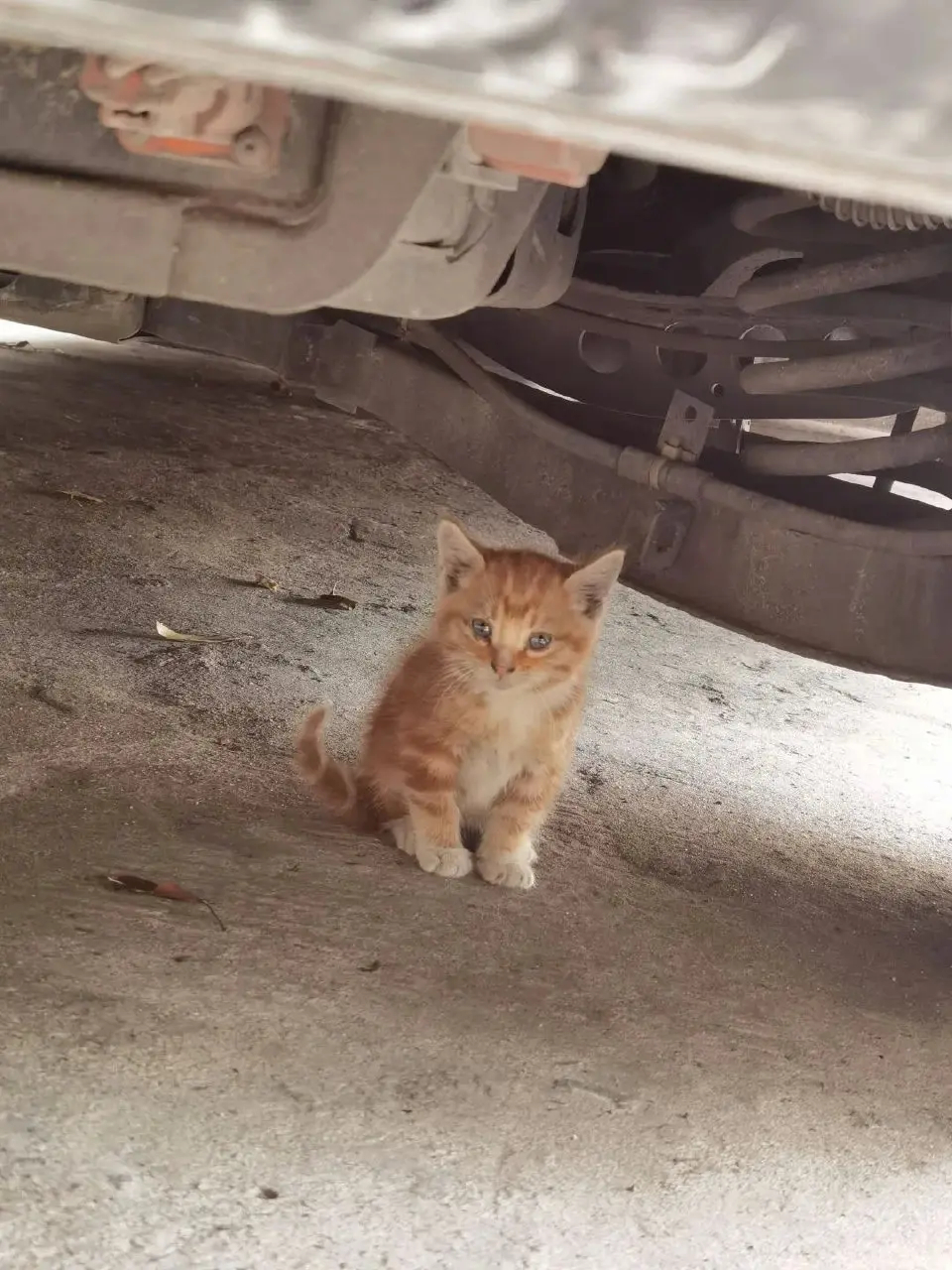 以为运气好终于捡到猫了，结果猫妈出现，不客气的把小猫叼走了…网友开车的时候听到车