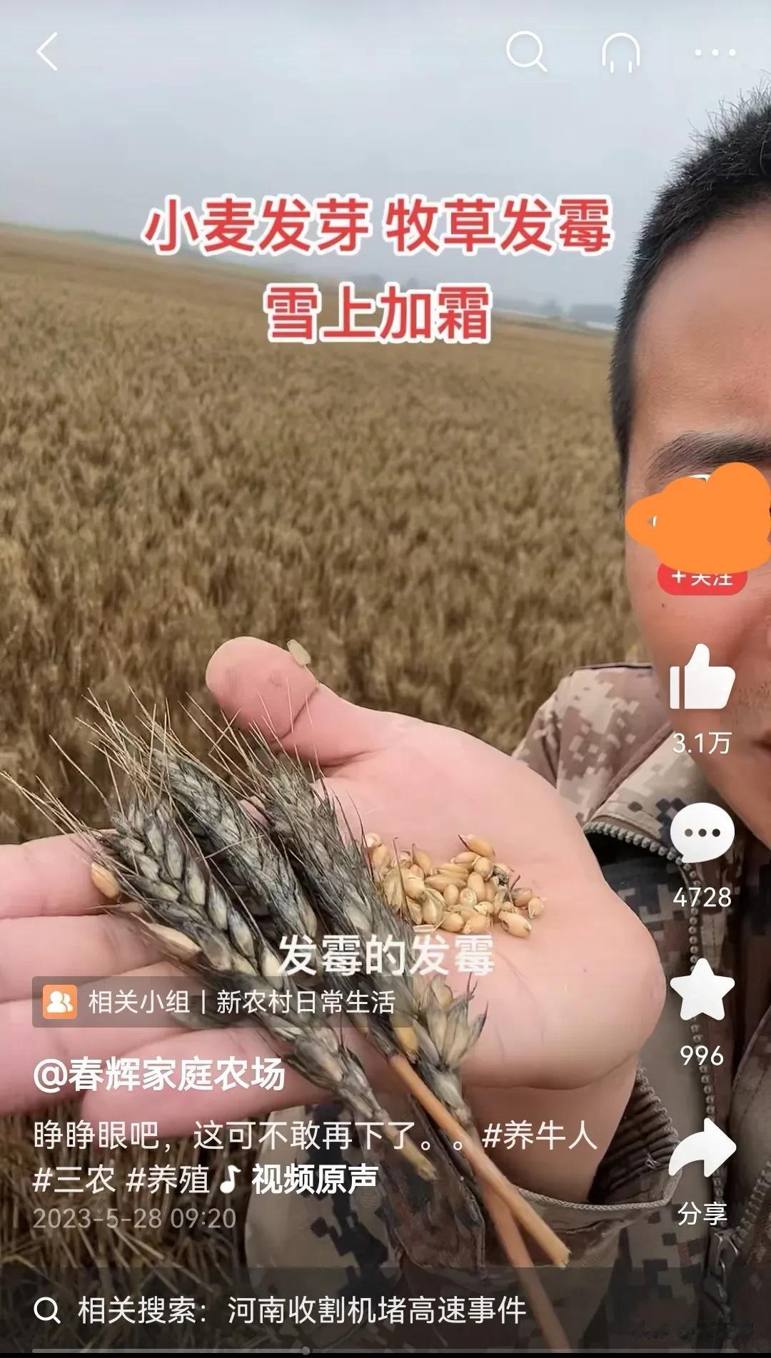 不要怪我拉仇恨，看看这两组照片。一组是没能及时收割发了芽长了霉的麦穗，一组是上百