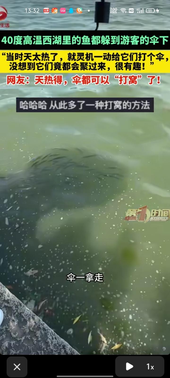 7月16日，浙江杭州。40度高温下，西湖里的鱼儿们竟也都躲到游客的伞下，这让游客