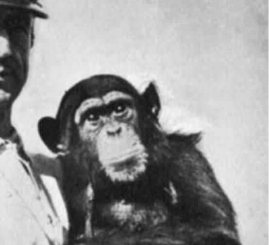 1920年，一俄国医生突发奇想，将猴睾丸移植到74岁老人体内，术后，没想到这位老