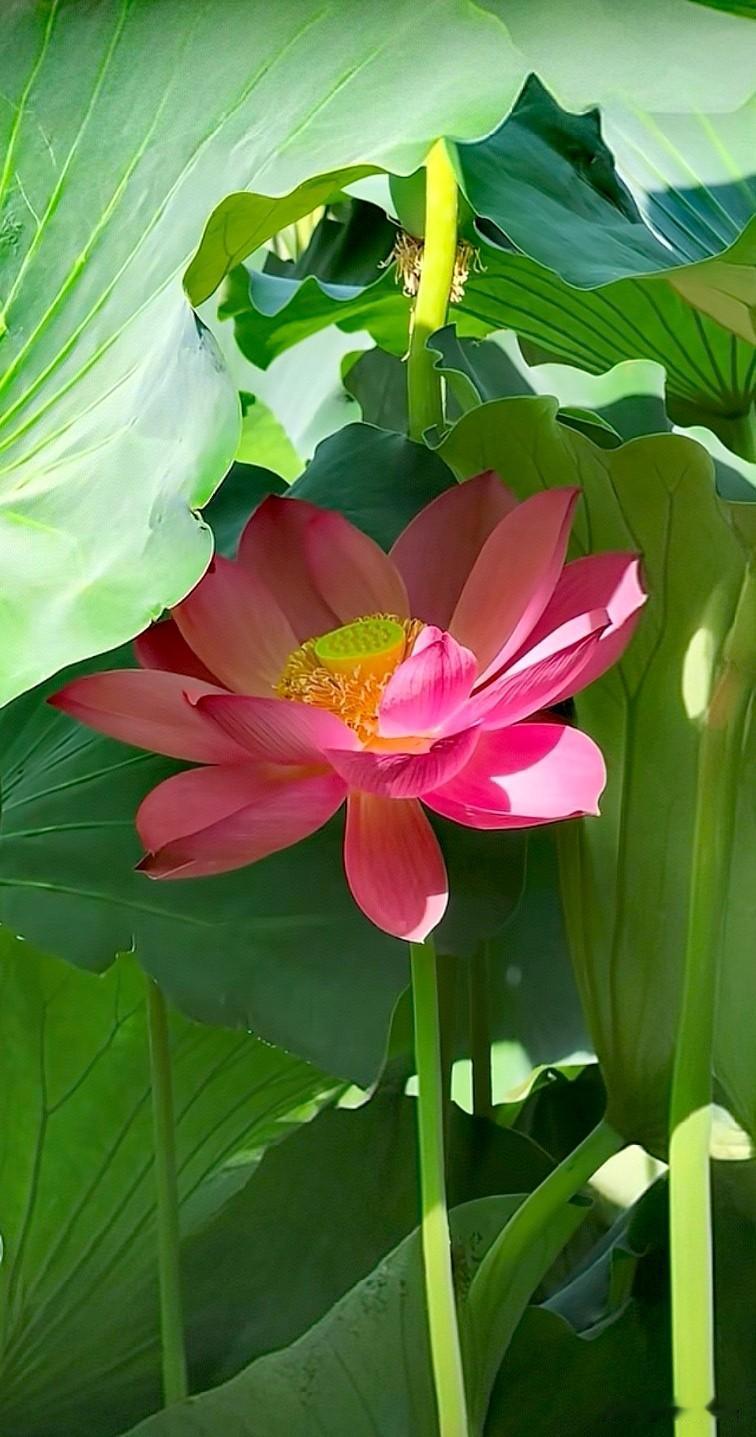碧池新雨
洗尽芙蓉露
翠叶参差遮浅浦
玉面盈盈楚楚
[比心]
