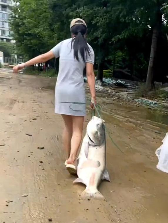 暴雨后，女子捡到40斤大鱼！

近日，湖北赤壁地区遭遇连续降雨，然而，在这个特殊