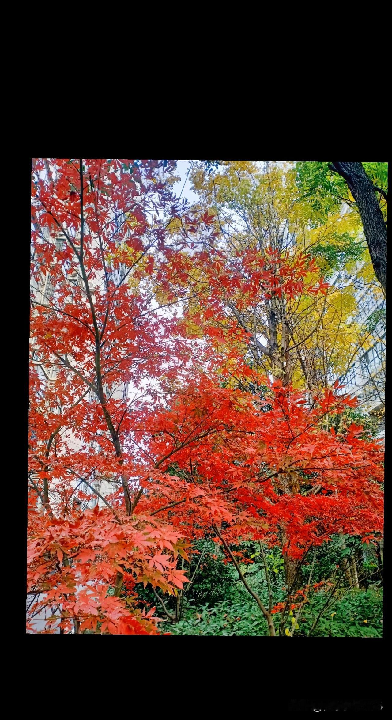 回乡已有数月，今夜的风格外轻柔。抬头仰望，深邃的夜空如同一块巨大的丝绒，繁星点点