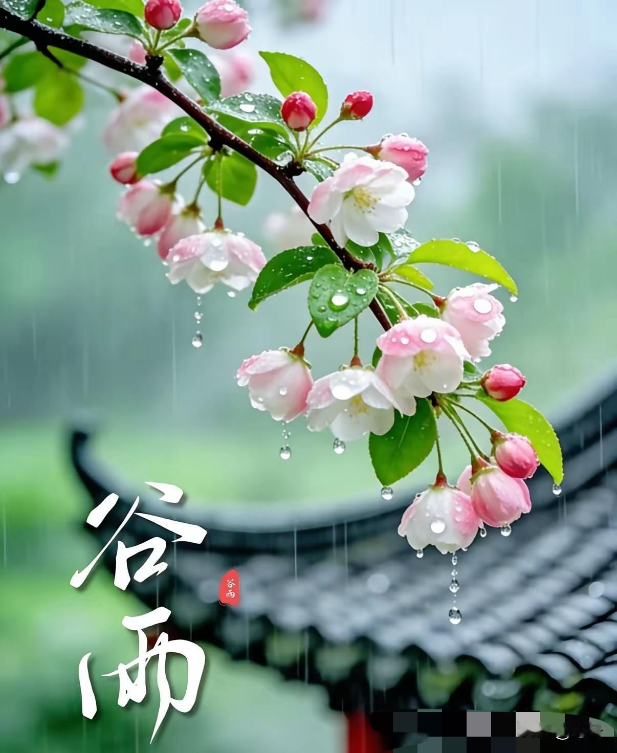 “三伏热不热，就看谷雨”！今日谷雨，今年伏天会热到哭吗？答案来了

老祖宗传下来