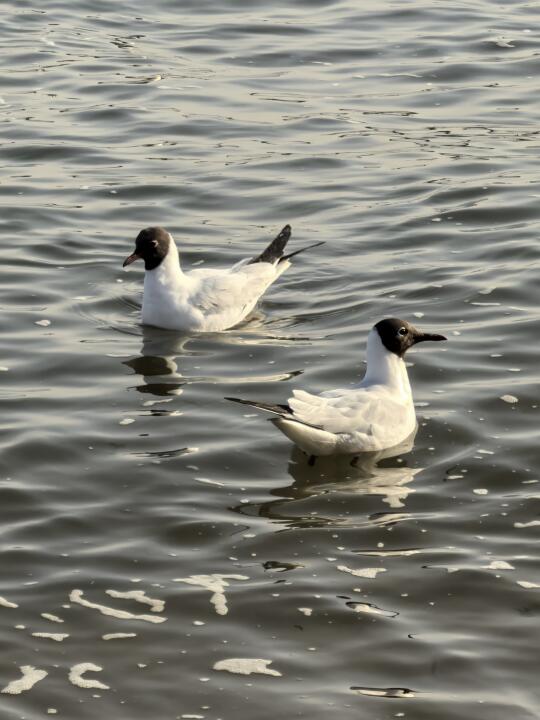 青岛栈桥的黑脸海鸥越来越多