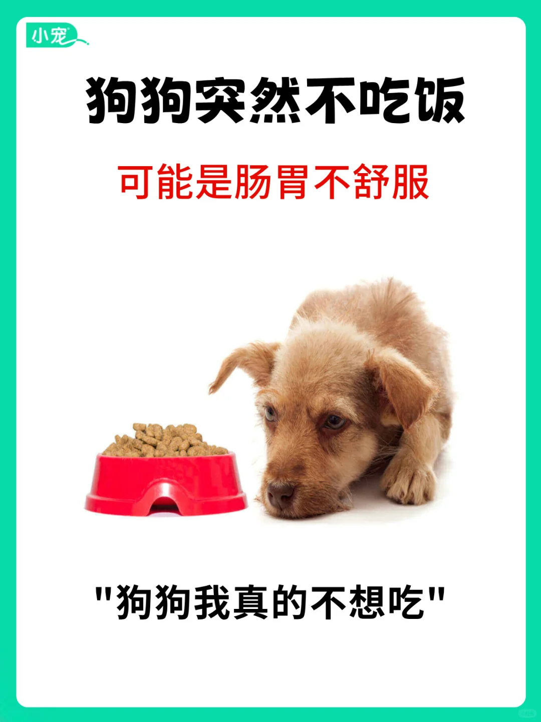 狗狗突然不吃饭？ 可能是这些原因！