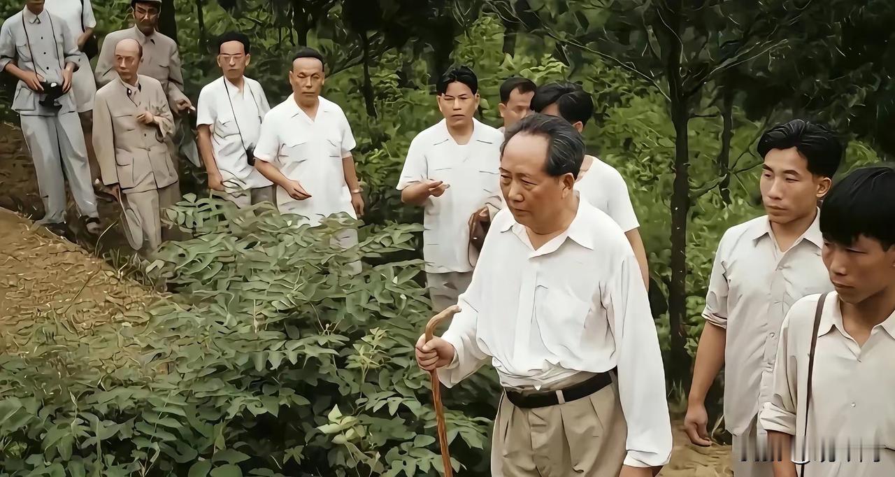 1965年5月，伟人拄着井冈山竹杖，时隔38年重上井冈山。林间山路上，他缓步前行