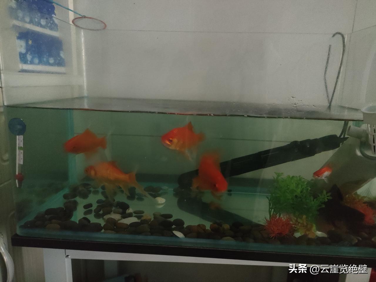 我家的鱼缸不大，却是这群小橘灯的天地。
 
傍晚回来，往缸前一凑，它们就“呼啦啦