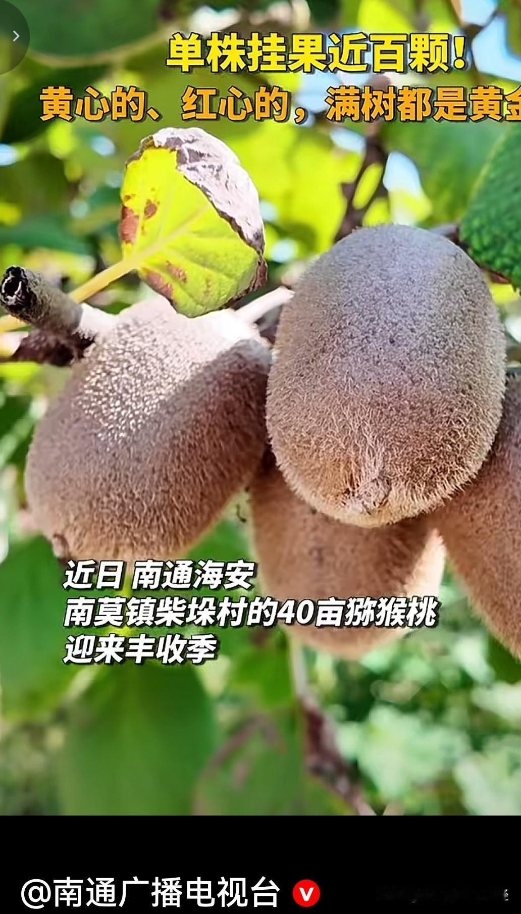 南通本地居然也产猕猴桃？去过西部川陕地区，当地人说猕猴桃最适合长山上。没想到江海