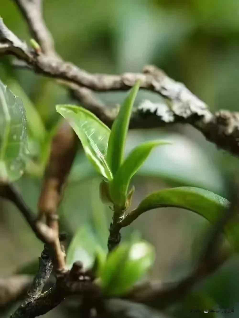 开心巴蜀 彩云之南
​普洱各地 访茶寻咖
景谷大叶白茶 
景迈山古茶园
普洱小凹