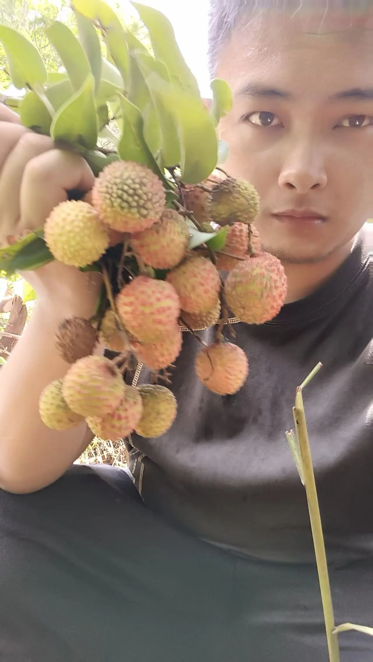 今年荔枝吃不完。今年荔枝太多了，连桂味荔枝都吃不完