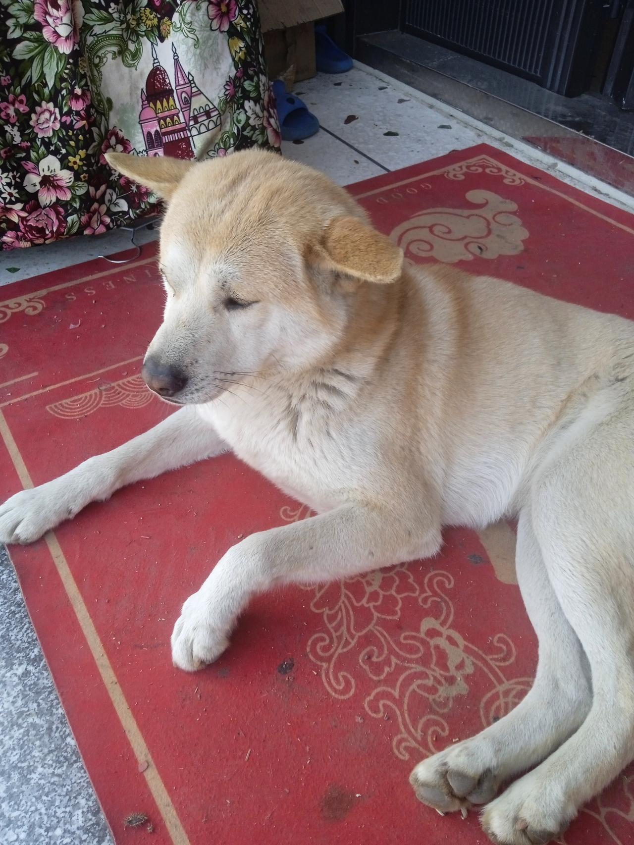 有的人把狗啊猫啊这些宠物当孩子养，自称妈妈爸爸，一起睡觉，我有点不理解。
宠物吃