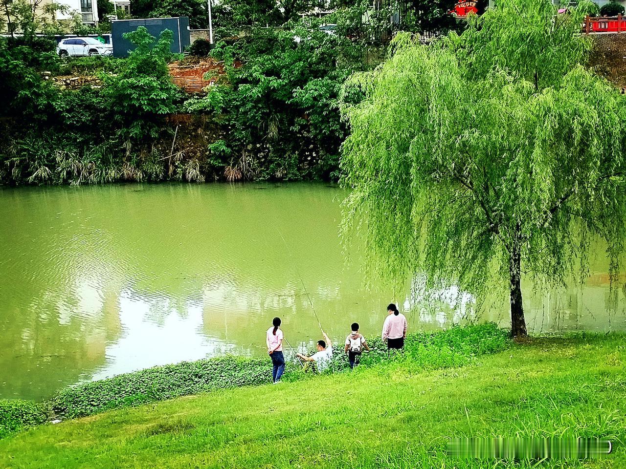《初夏寄情》
初夏杜鹃. 依然犹盛，
野花点点缀芳丛。
时光流转景常在，
且赠新