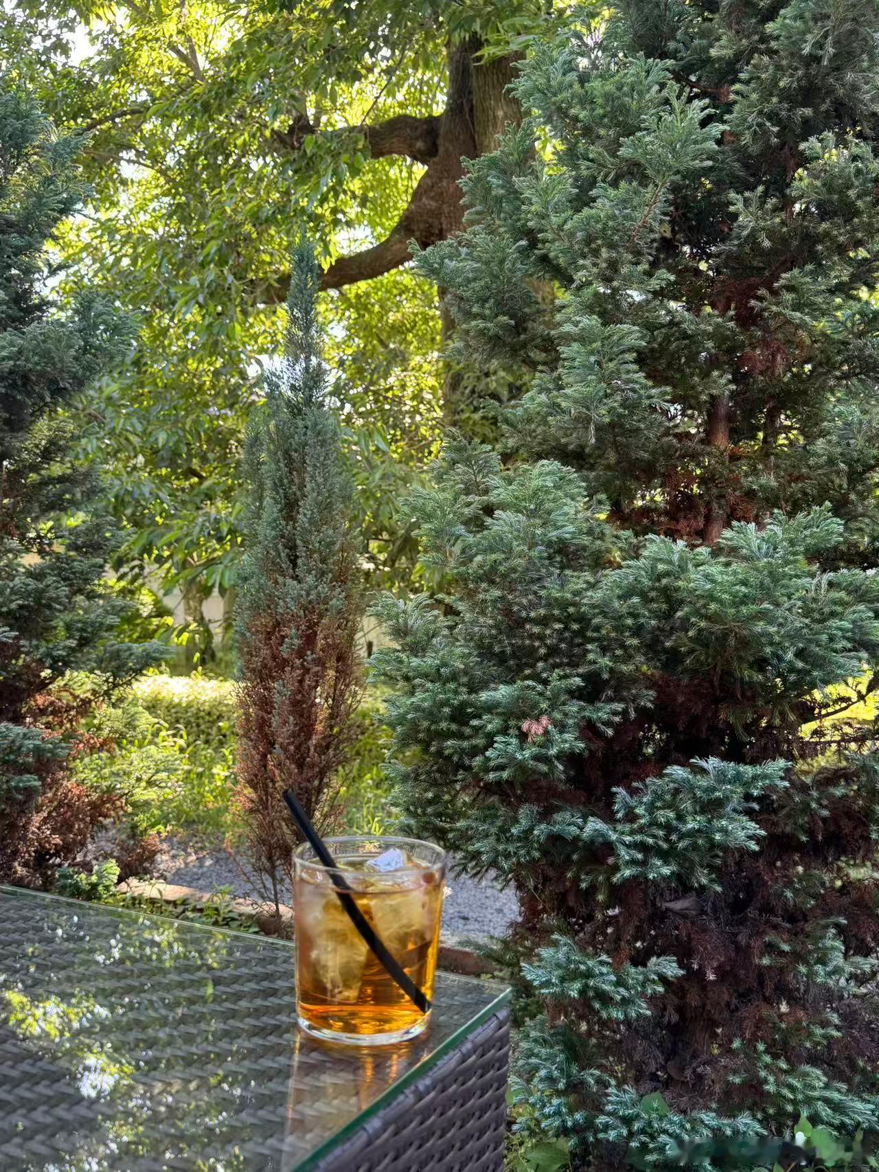 看着树影摇晃，安静下来更有力量 