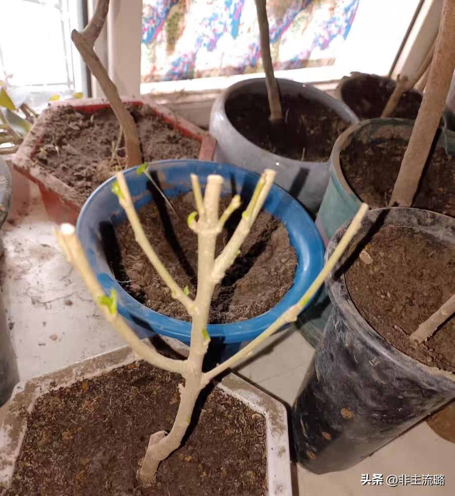 不太愿意，平时起床比较晚，还养了花菜水果等