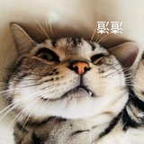 李菱热谈汽车