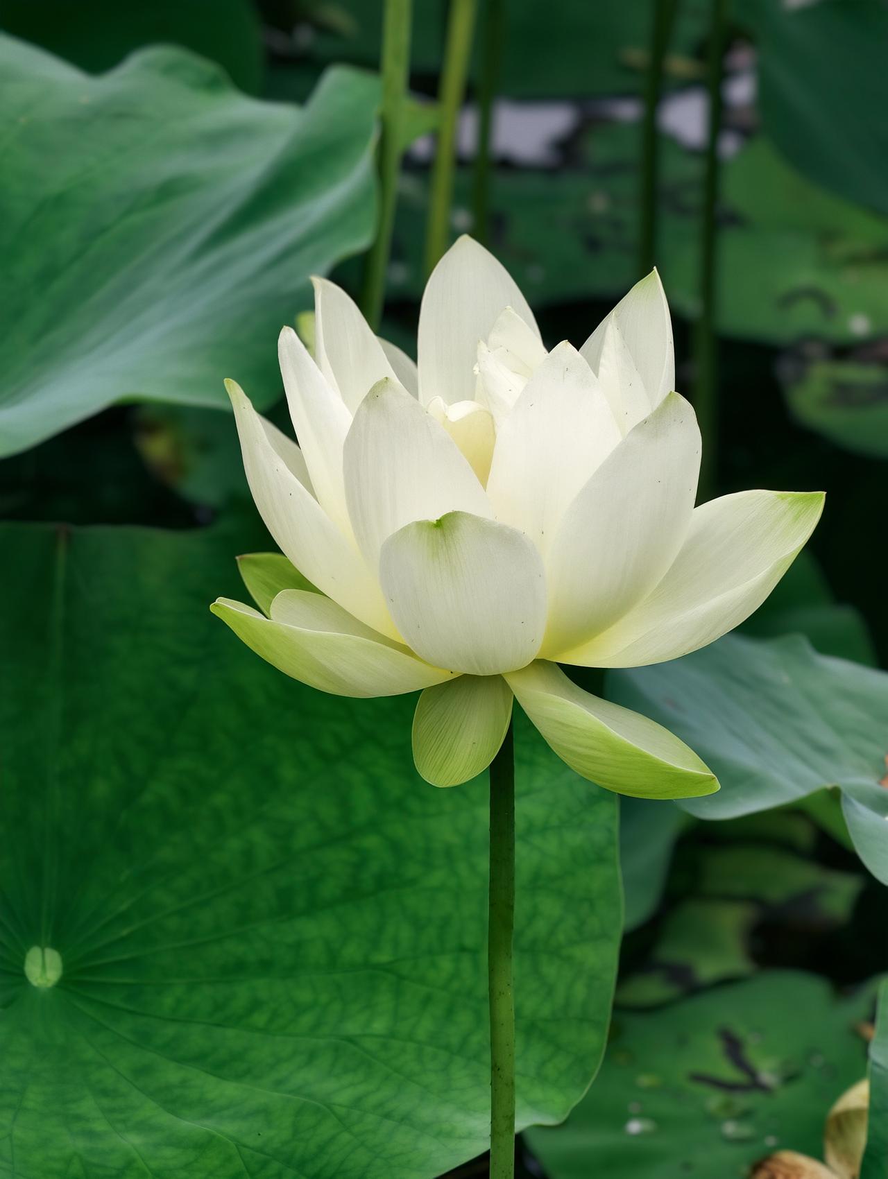 【标题】 汪曾祺的夏日松弛感
汪曾祺在《夏天》里写：“西瓜以绳络悬于井中，下午剖